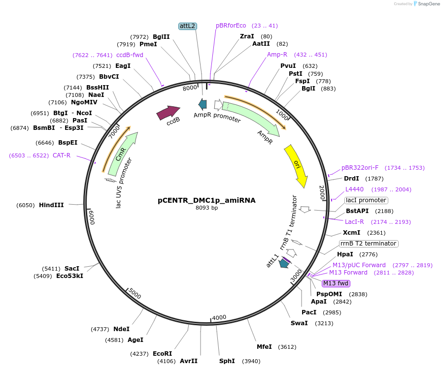 225985-plasmid-map-sequence-id-448024