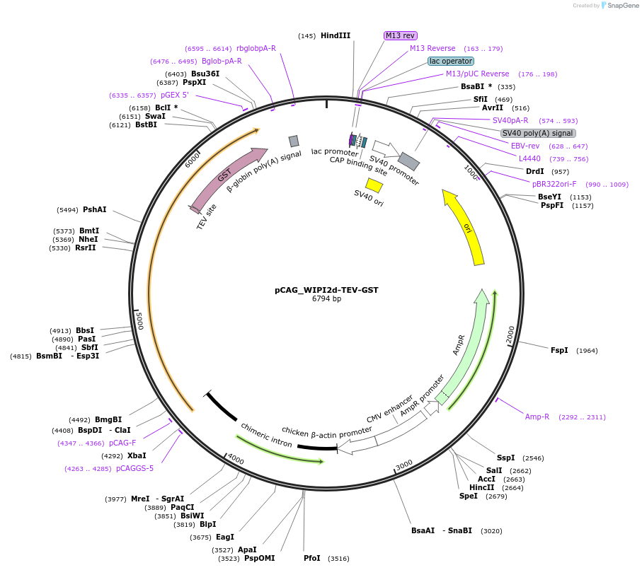 223799-plasmid-map-sequence-id-448028