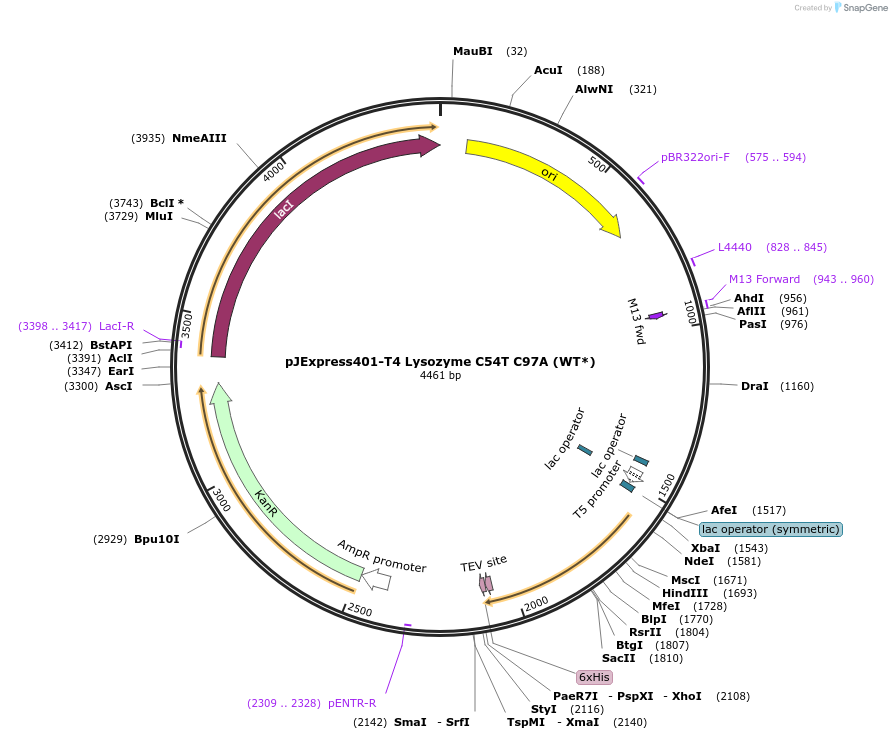 224353-plasmid-map-sequence-id-448044