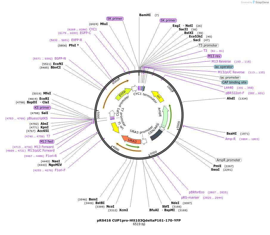 224876-plasmid-map-sequence-id-448047