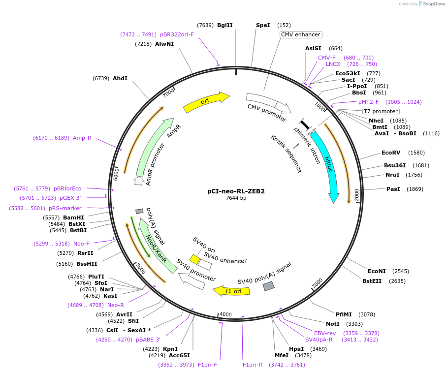 35536-plasmid-map-sequence-id-44814