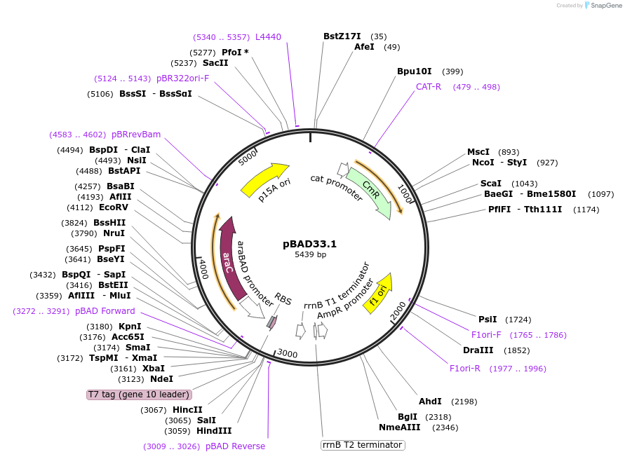 36267-plasmid-map-sequence-id-448140