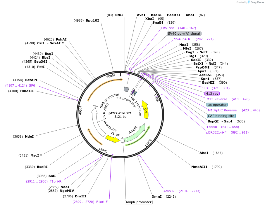 61391-plasmid-map-sequence-id-448147