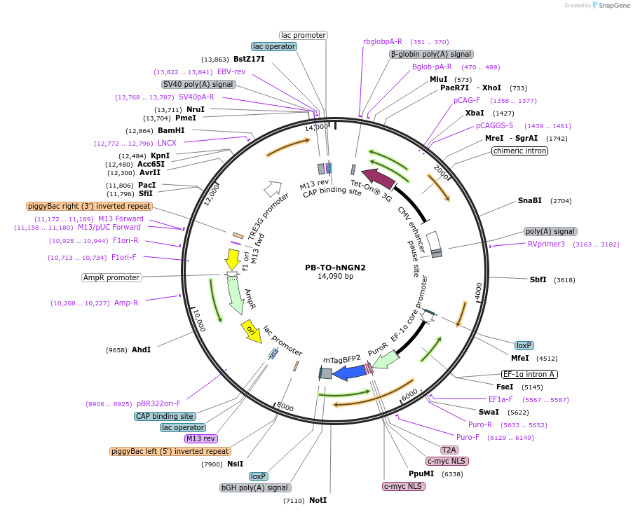172115-plasmid-map-sequence-id-448148