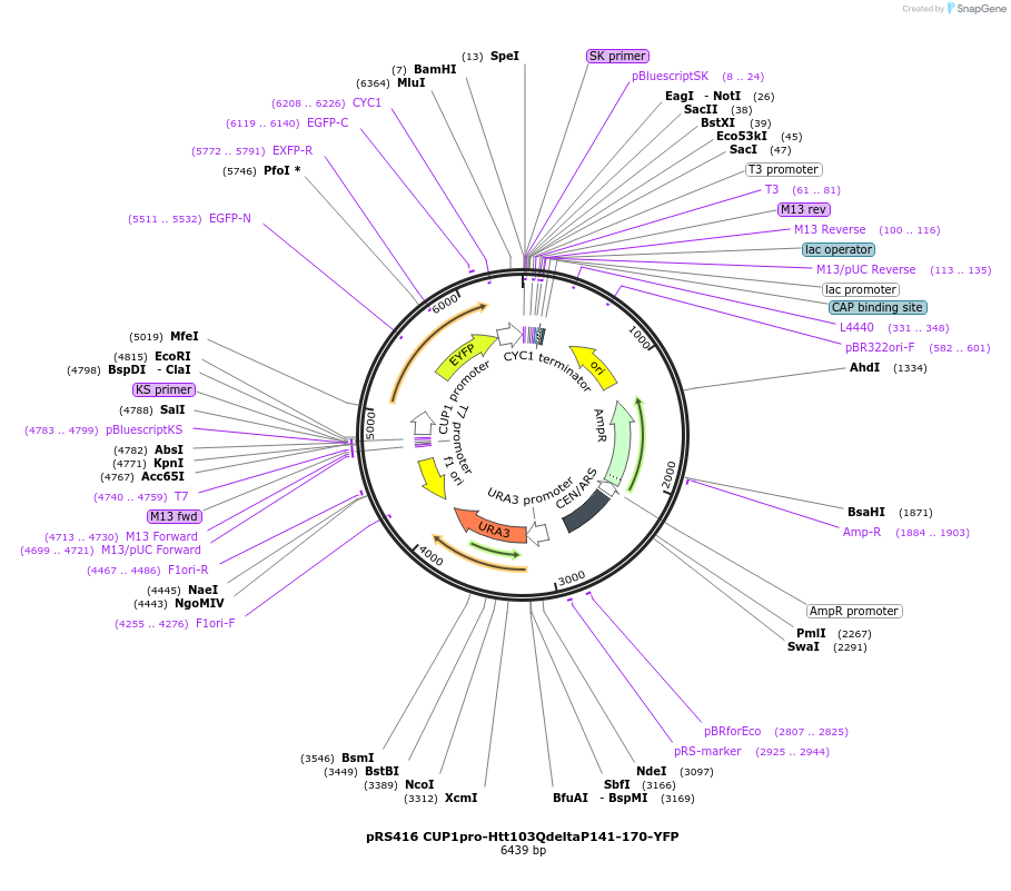 224880-plasmid-map-sequence-id-448151