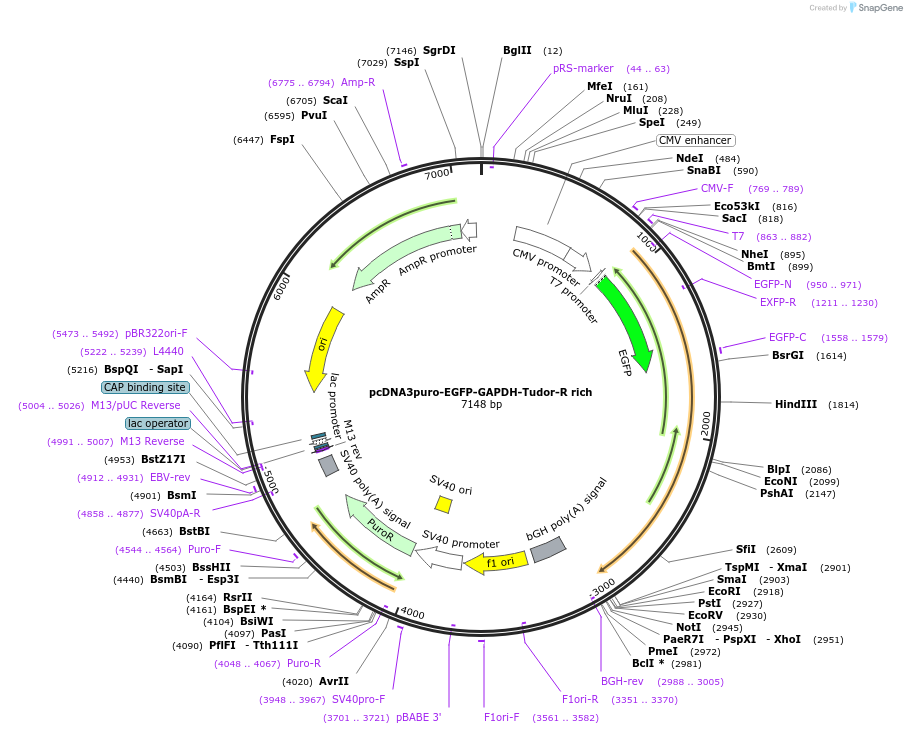 225478-plasmid-map-sequence-id-448153