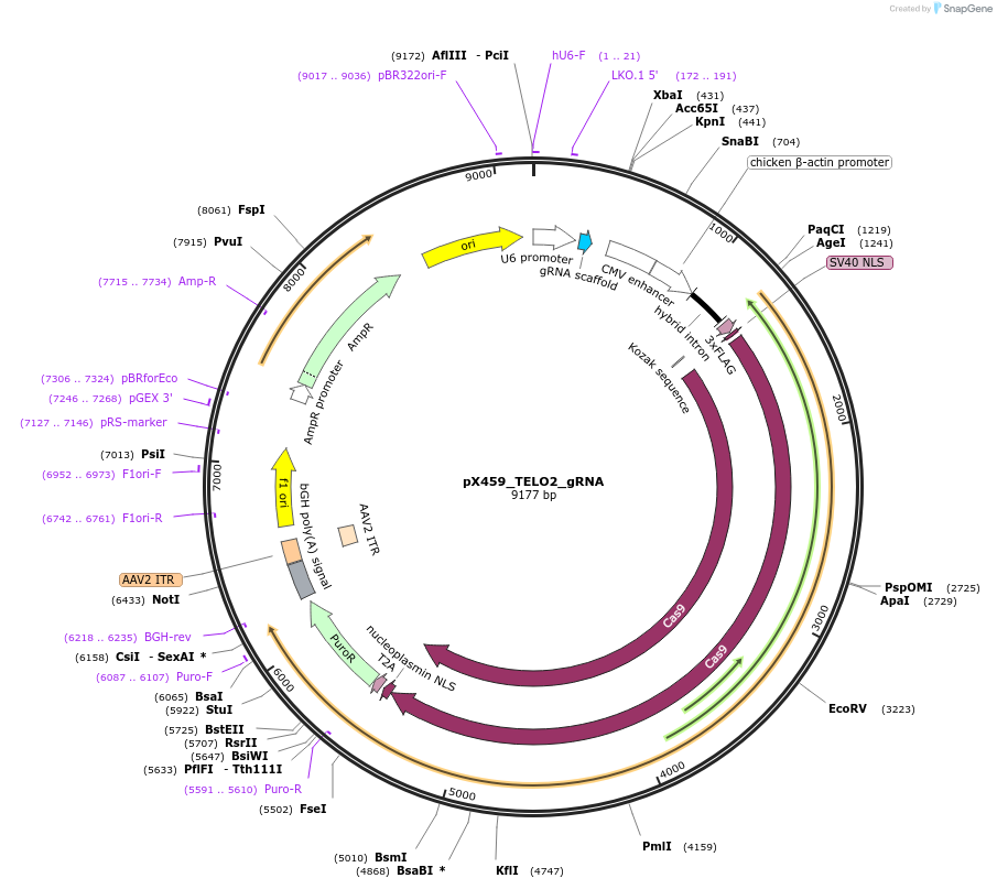 224379-plasmid-map-sequence-id-448155