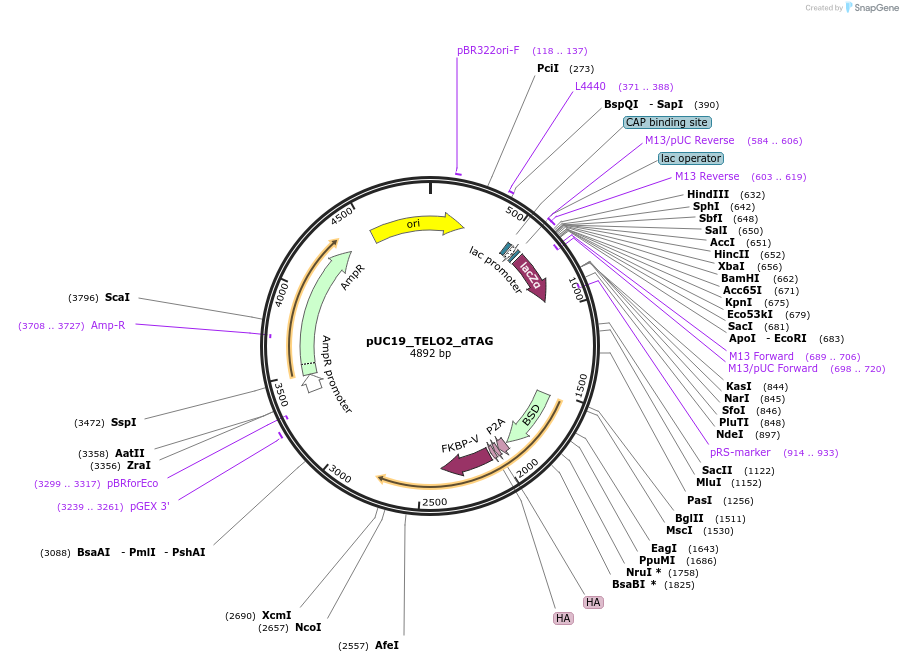 224380-plasmid-map-sequence-id-448157