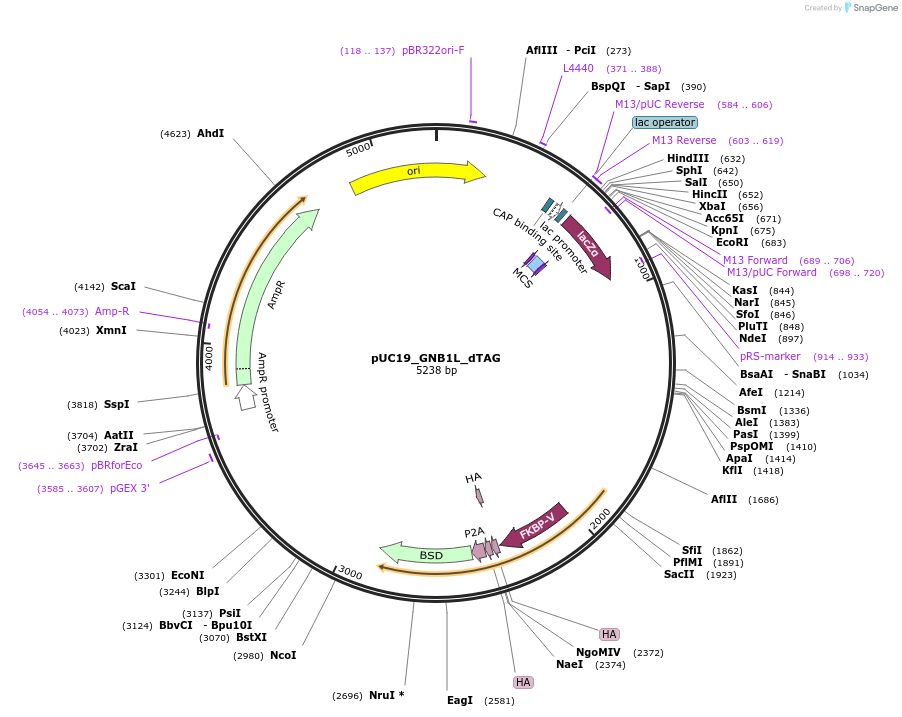 224378-plasmid-map-sequence-id-448158