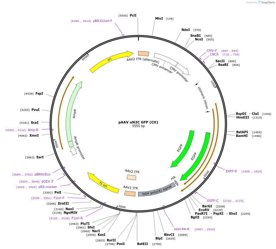 224355-plasmid-map-sequence-id-448162