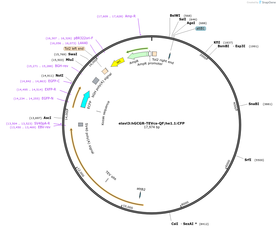 218852-plasmid-map-sequence-id-448178