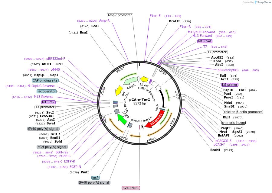 26123-plasmid-map-sequence-id-448179