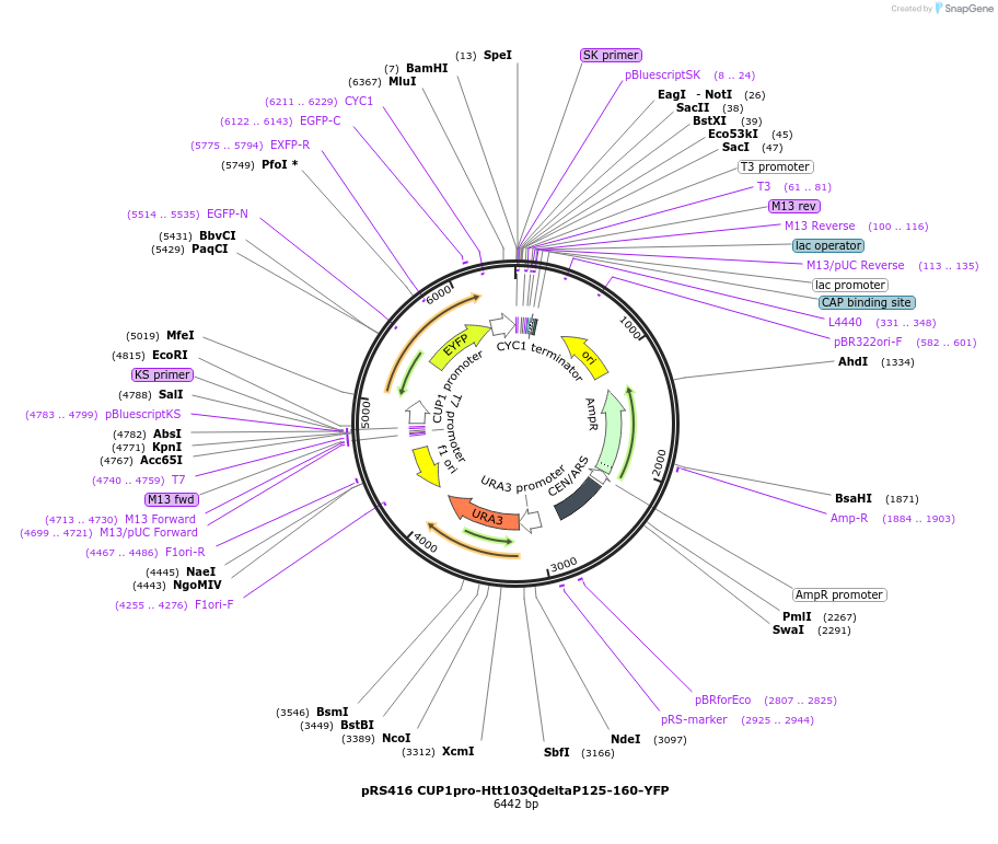 224883-plasmid-map-sequence-id-448180