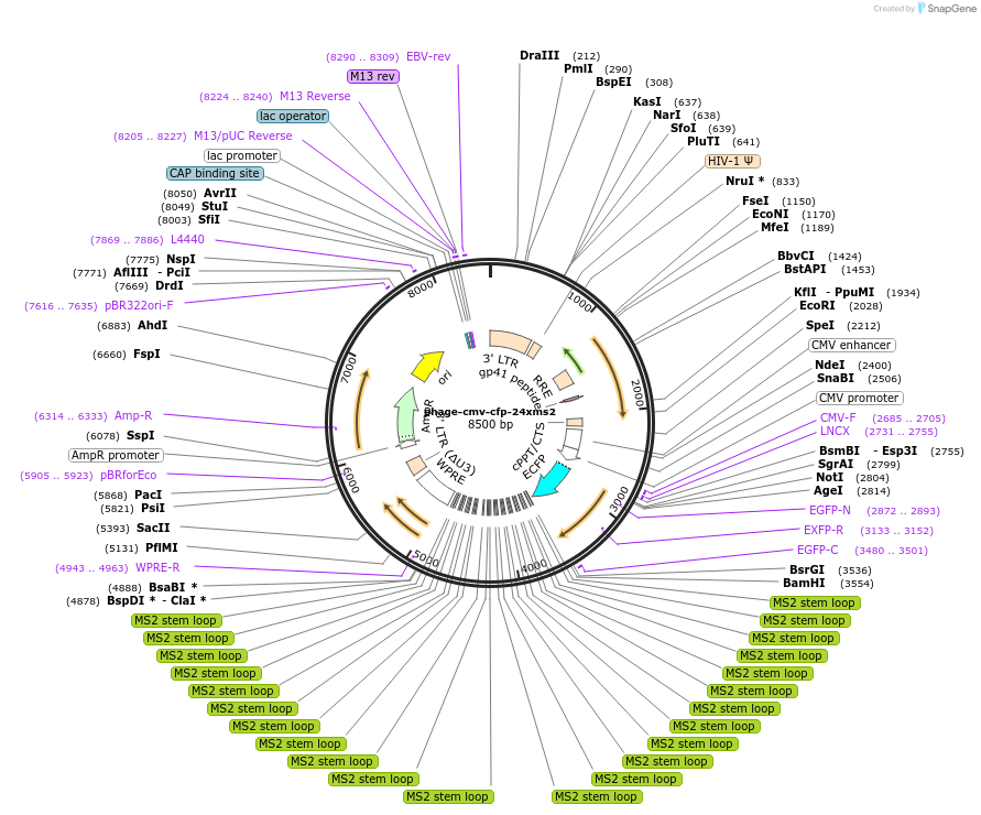 40651-plasmid-map-sequence-id-448186