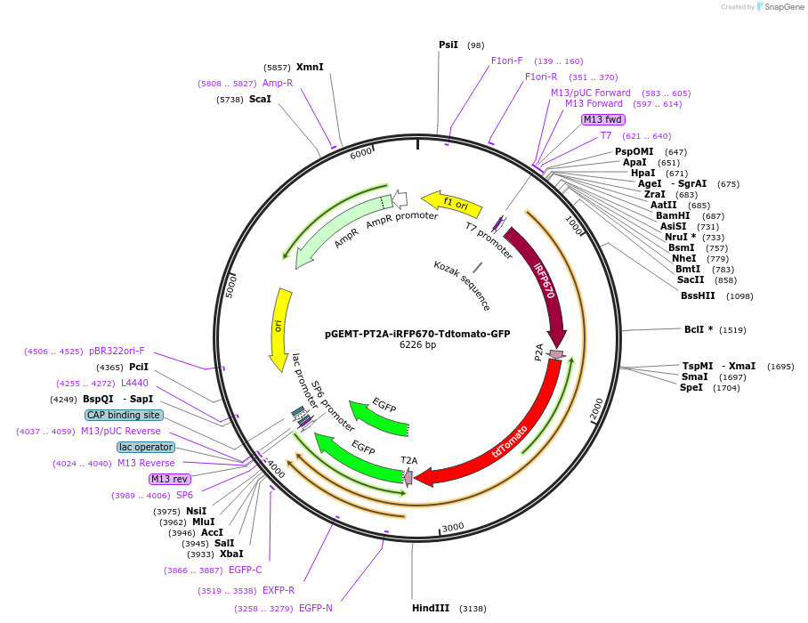111817-plasmid-map-sequence-id-448187