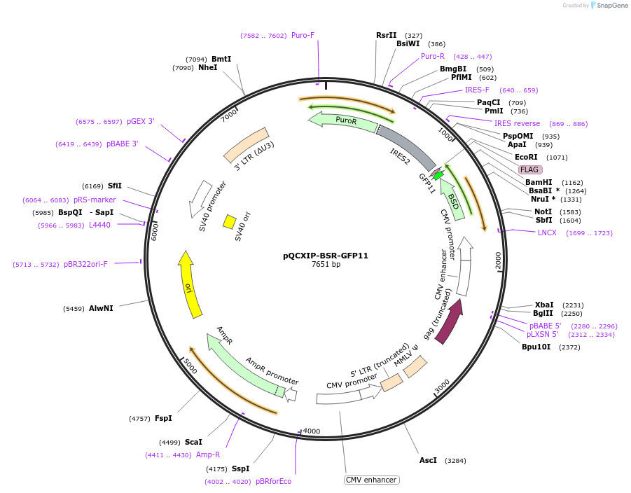 68716-plasmid-map-sequence-id-448190