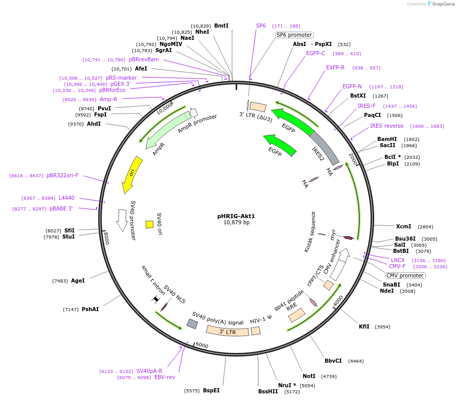 53583-plasmid-map-sequence-id-448192