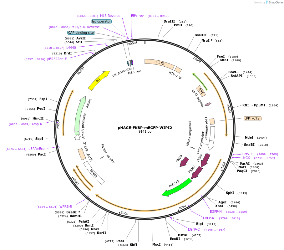 223757-plasmid-map-sequence-id-448197