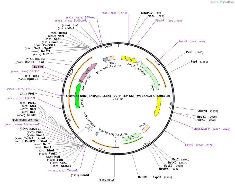 223766-plasmid-map-sequence-id-448200