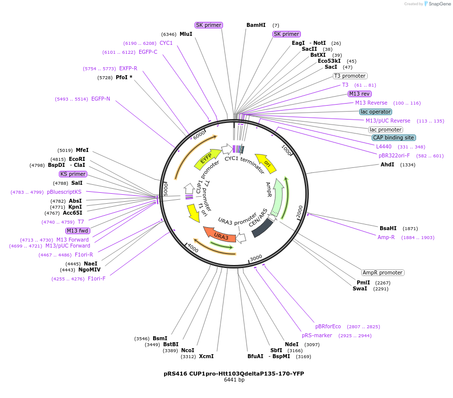 224878-plasmid-map-sequence-id-448235