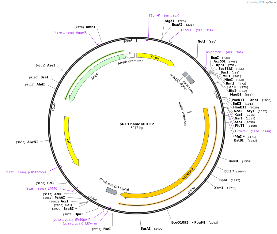 48748-plasmid-map-sequence-id-448240