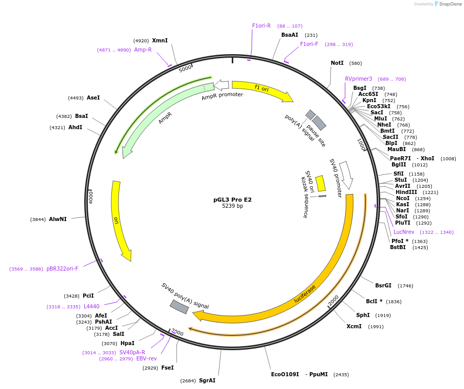 48749-plasmid-map-sequence-id-448241