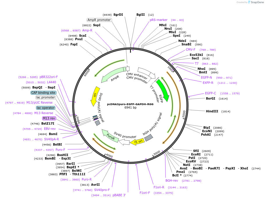 225477-plasmid-map-sequence-id-448245