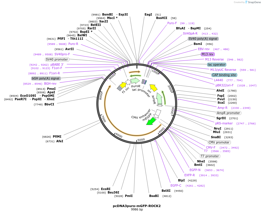 225472-plasmid-map-sequence-id-448247