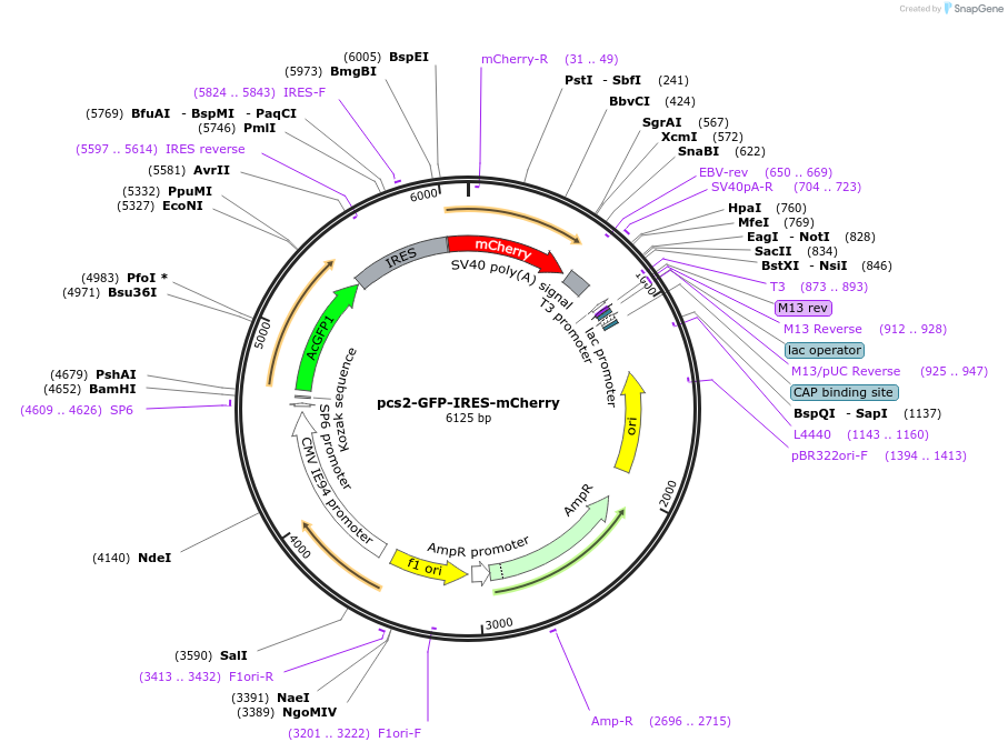 226098-plasmid-map-sequence-id-448248