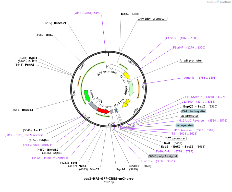 226099-plasmid-map-sequence-id-448249