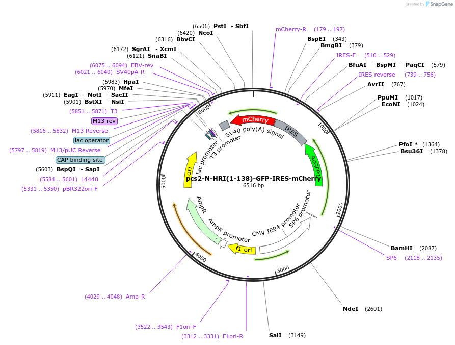 226100-plasmid-map-sequence-id-448250