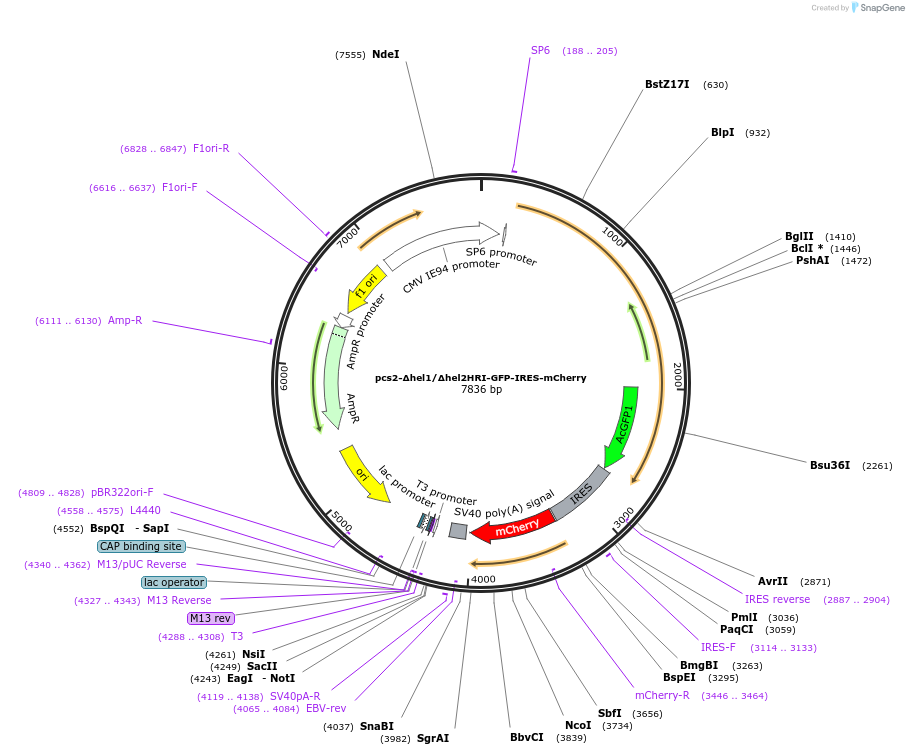 226101-plasmid-map-sequence-id-448251
