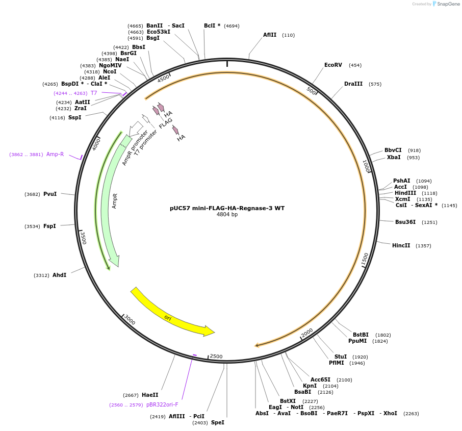 222651-plasmid-map-sequence-id-448255