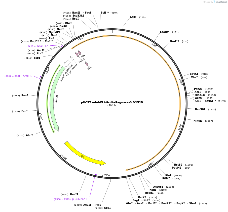 222652-plasmid-map-sequence-id-448256