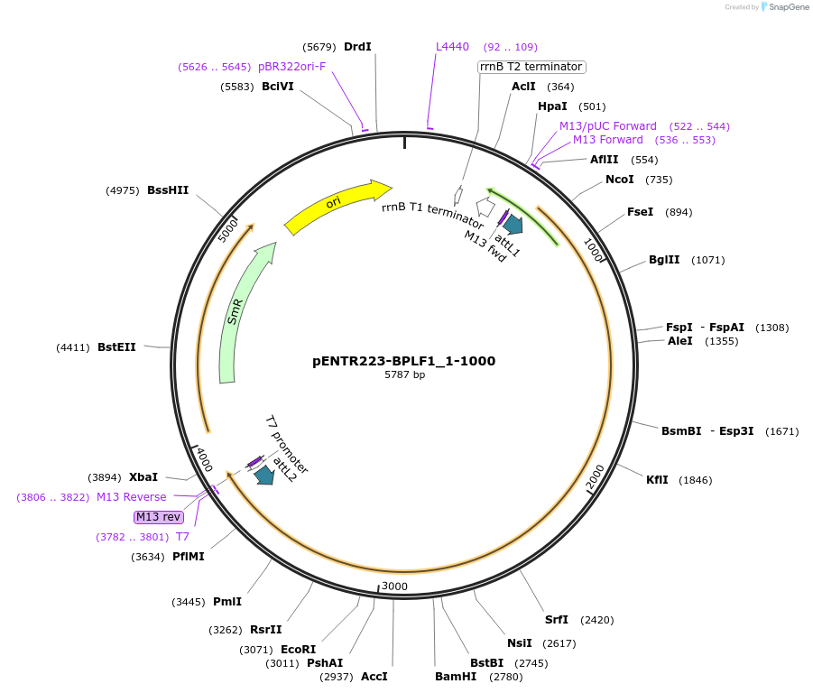 198582-plasmid-map-sequence-id-448273