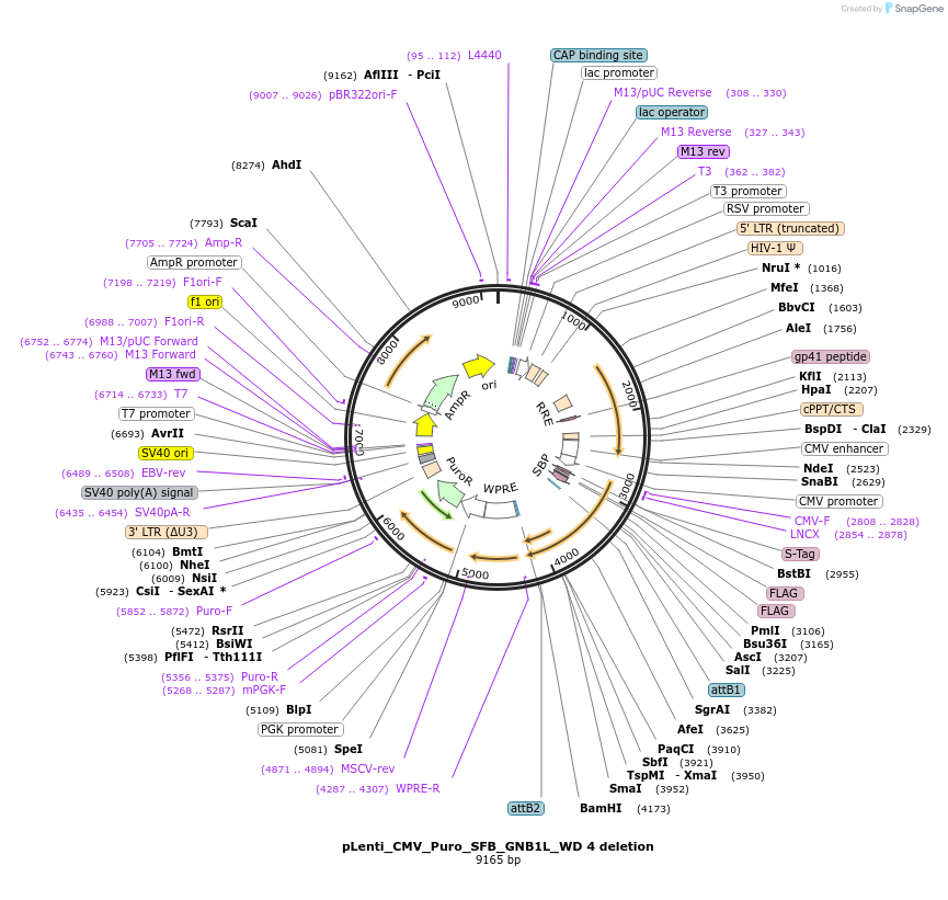 224385-plasmid-map-sequence-id-448283
