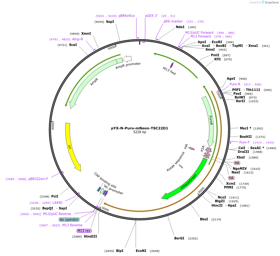 222667-plasmid-map-sequence-id-448290