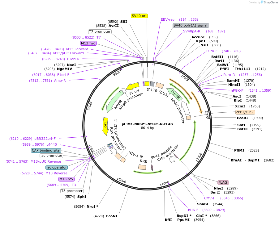 222676-plasmid-map-sequence-id-448294