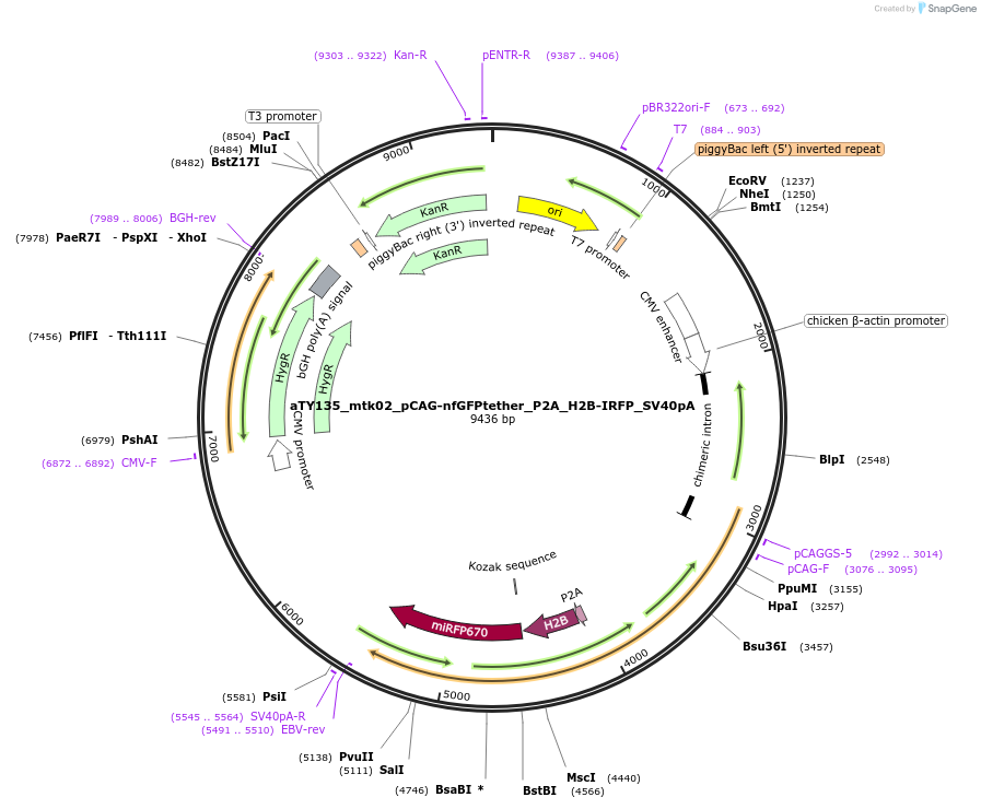 225350-plasmid-map-sequence-id-448304