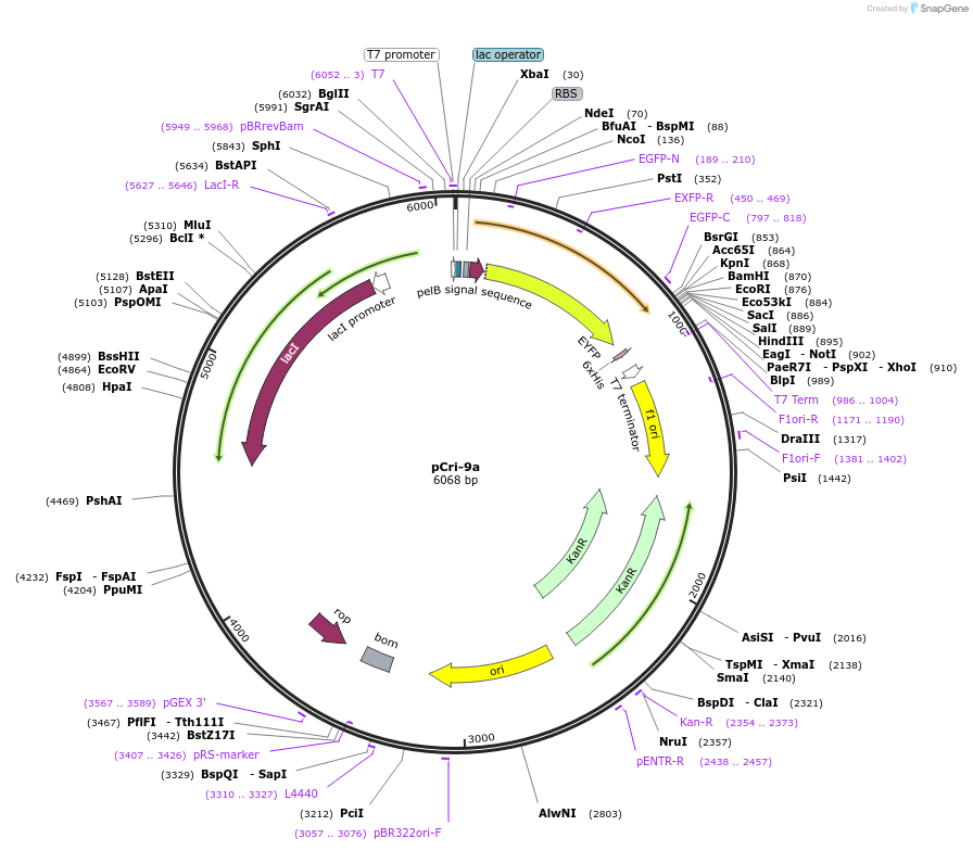 61318-plasmid-map-sequence-id-448310