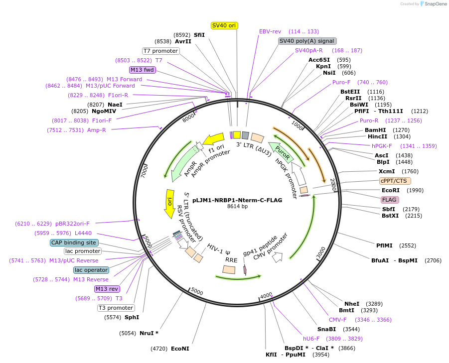 222677-plasmid-map-sequence-id-448322
