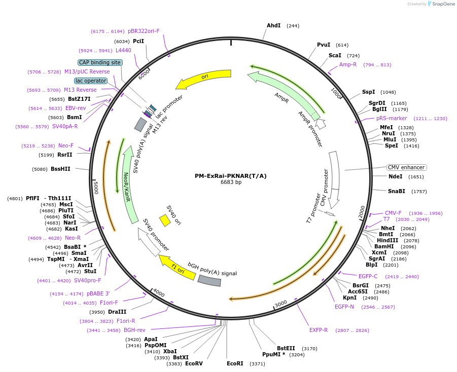 226634-plasmid-map-sequence-id-448325