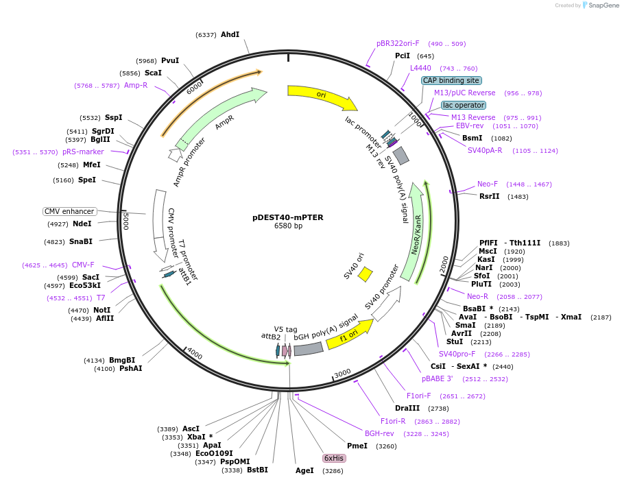 224864-plasmid-map-sequence-id-448349