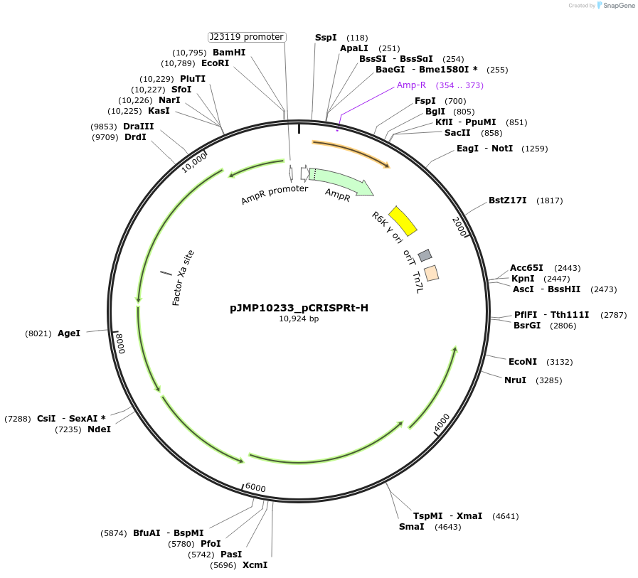 225832-plasmid-map-sequence-id-448350