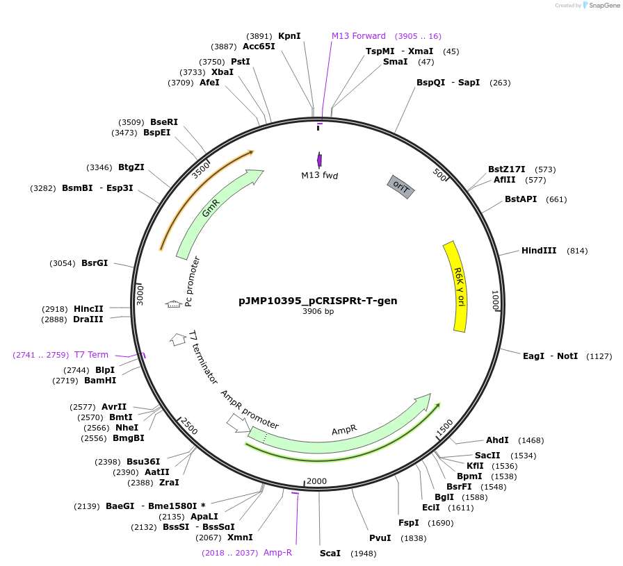225833-plasmid-map-sequence-id-448354