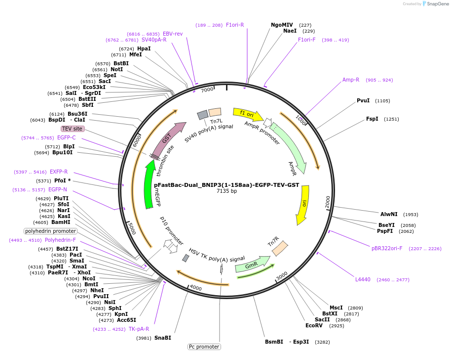 223765-plasmid-map-sequence-id-448355