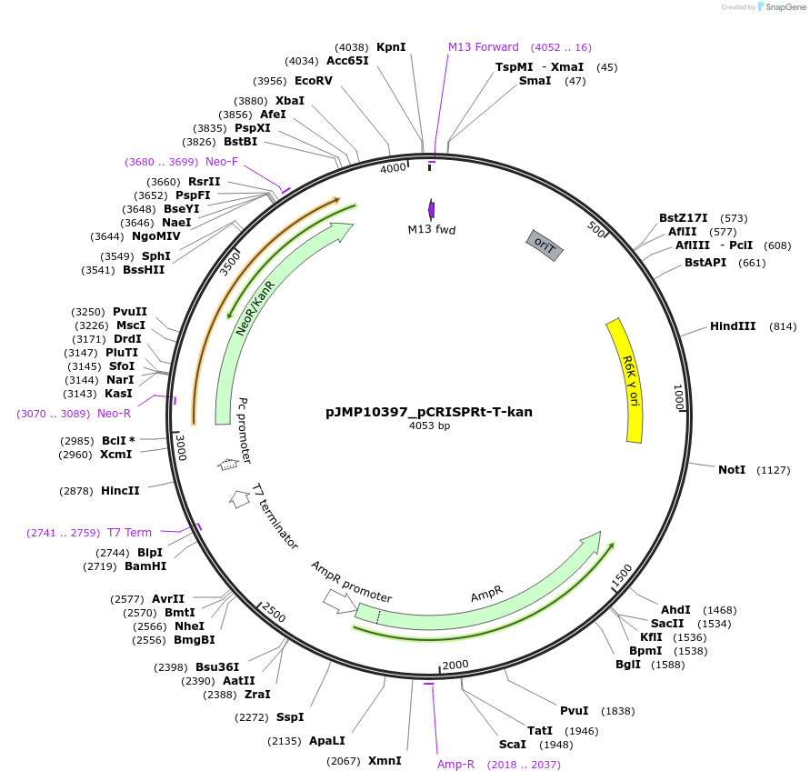 225835-plasmid-map-sequence-id-448356
