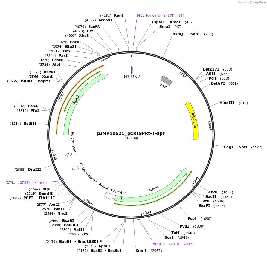 225837-plasmid-map-sequence-id-448357