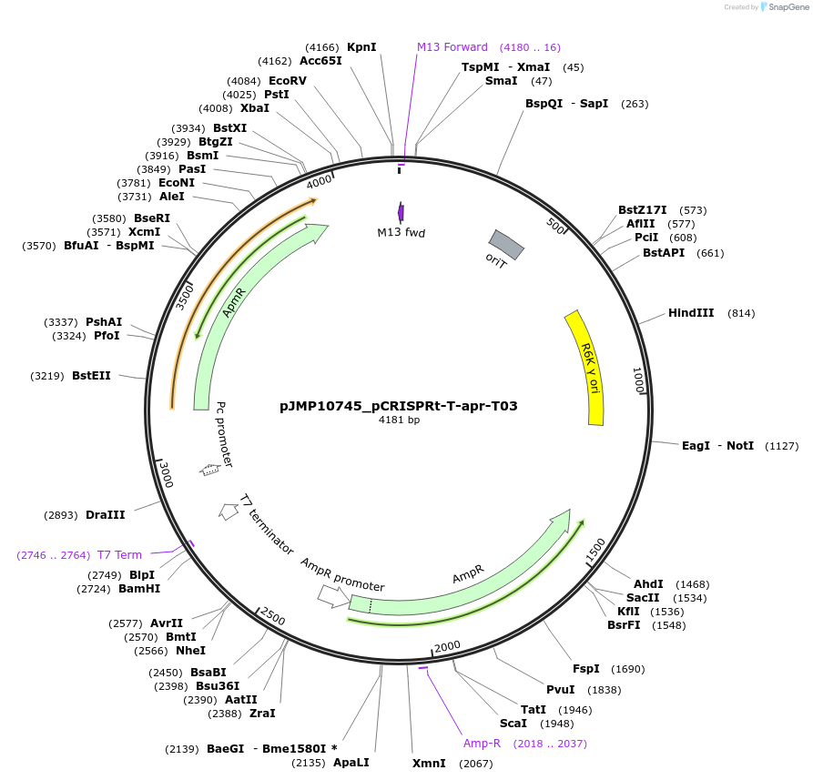 225838-plasmid-map-sequence-id-448358