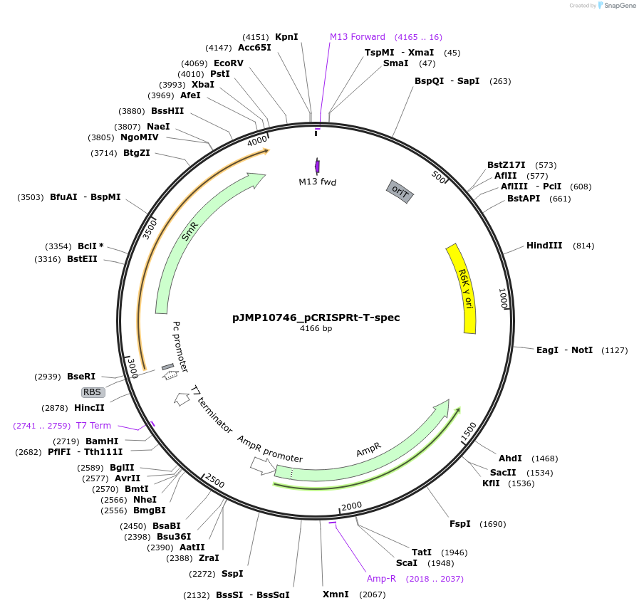 225839-plasmid-map-sequence-id-448359